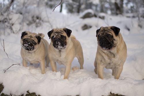 Molly, Enzo, Tango