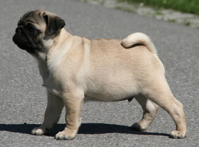 Enzo