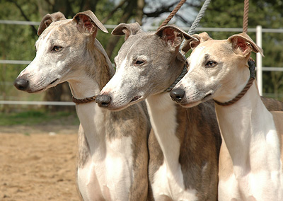 Trio